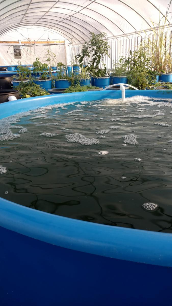 Elbert Shaw RYDC Georgia Shape Grant Award: DJJ and the Aquaponic Garden aquaelbertshawdec18cc.jpg