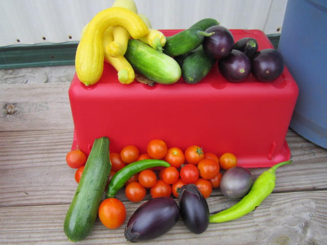 Office of Nutrition and Food Services: Wellness Events at DJJ elbershawrydcwellness17kk.jpg