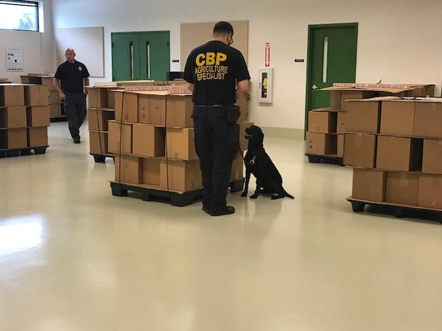 Rescue 2 Restore at the USDA National Detector Dog Training Center usdadogs19ff.jpg