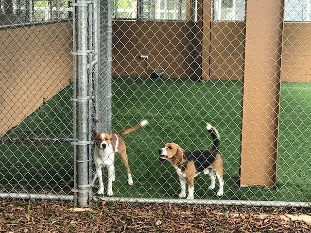 Rescue 2 Restore at the USDA National Detector Dog Training Center usdadogs19gg.jpg